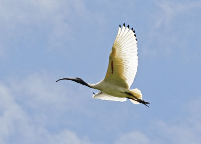 Wetland12.jpg