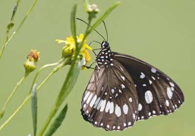 Wetland15.jpg
