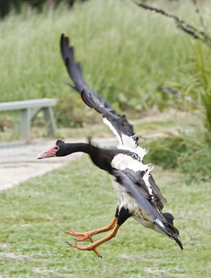 Wetland8.jpg