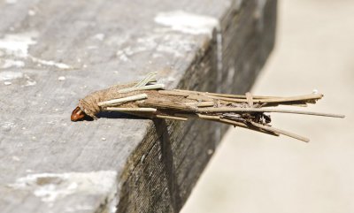 Wetlands100.jpg