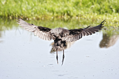 Wetlands101.jpg