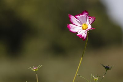Wetlands108.jpg