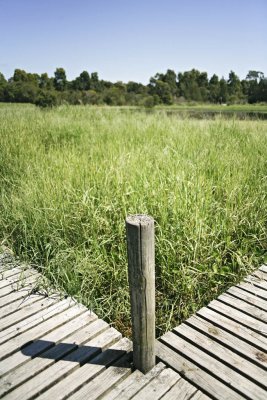 Wetlands114.jpg