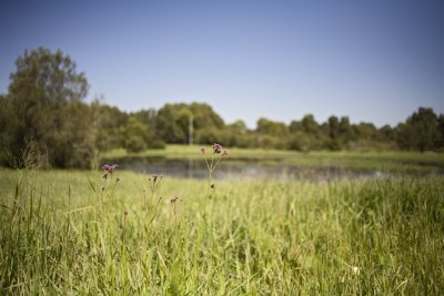 Wetlands115.jpg