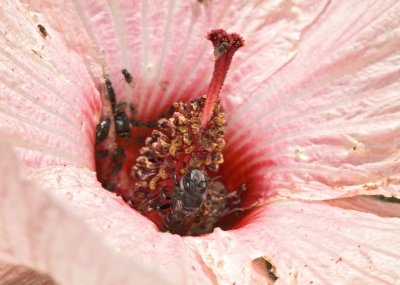 Wetlands121.jpg