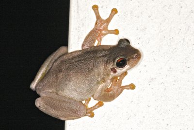 Frog2.jpg