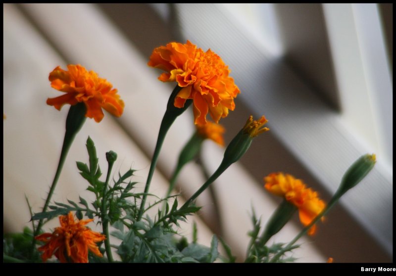 Orange delight