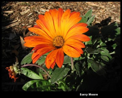 Orange bloom