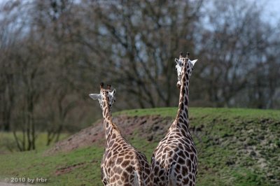 DSC_6927.jpg