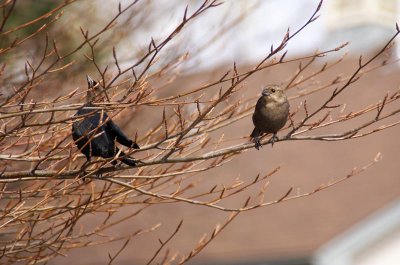 Courting in Spring