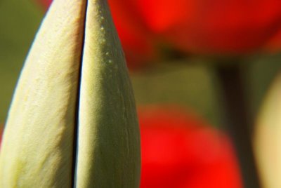 Tulips Enclosed