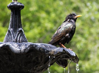 Wet Bird