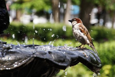 Bird's Bath