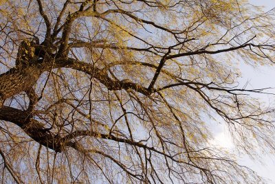 Autumnal Willow