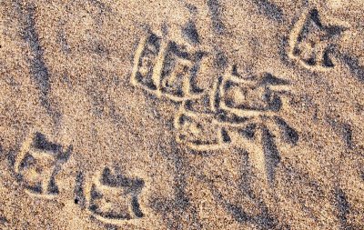 Gulls' Tracks