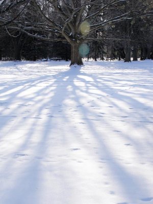 Winter Shadows