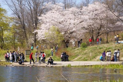 Cherry Blossoms I