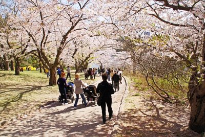 To See the Cherry Blossoms