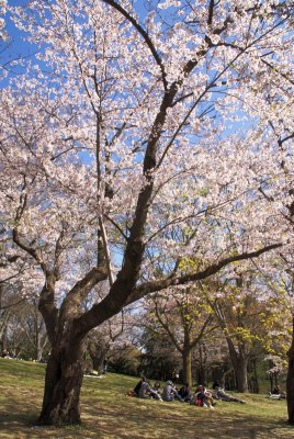 Cherry Blossoms II