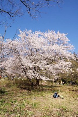 Cherry Blossoms III