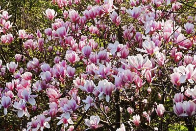 Magnolia