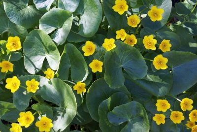Marsh Marigolds