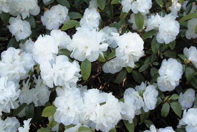 Rhododendrons