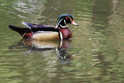 Wood Duck