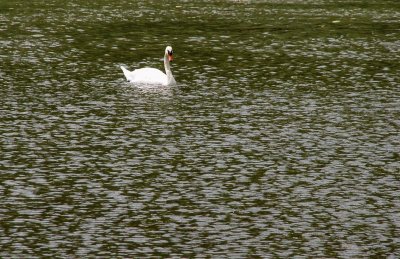 Swan and Ripples