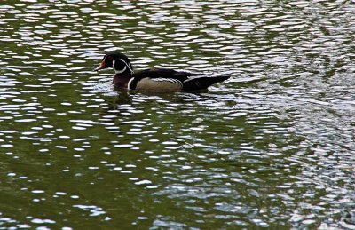 Ripples