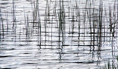 New Reeds