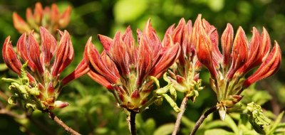 Budding Rhododendrons