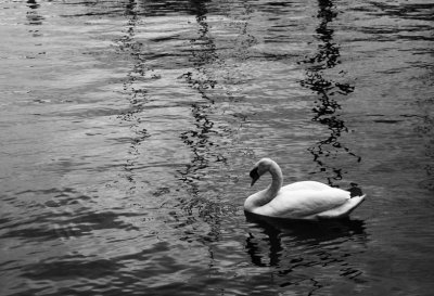 Swan and Reflections