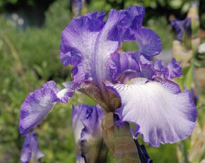 Purple Flags in May