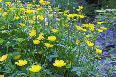Buttercups