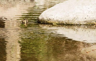 The Little Mallard