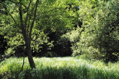 Spring Green