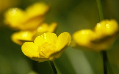 Buttercup