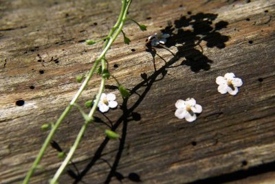 Forget-me-not III