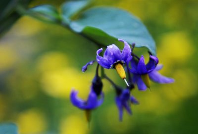 Nightshade