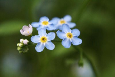 Forget-me-not IV
