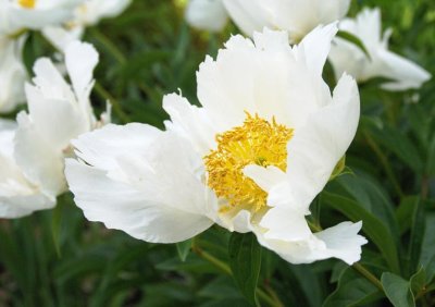 Peonies