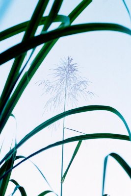 Cane Flower in Blue