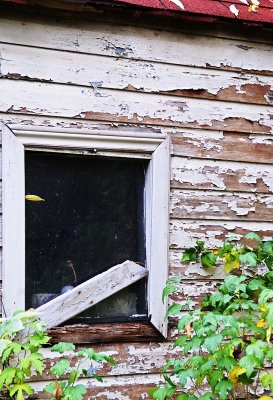 Garden Shed