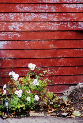 Urban Garden Shed