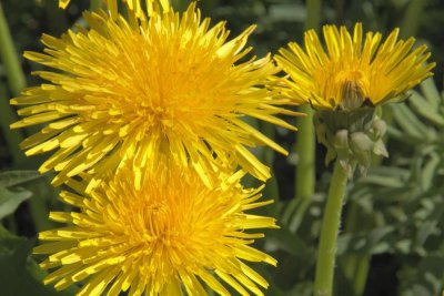 The Dandelions