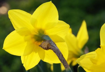 Behind the Daffodil