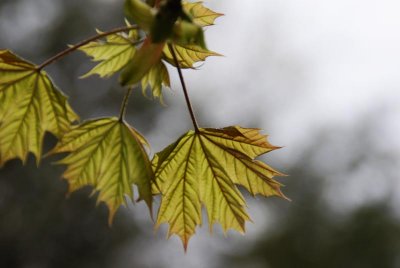 Maple 3