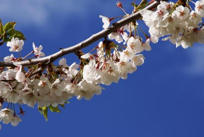 Cherry Blossoms