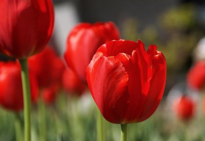 Tulips in Red